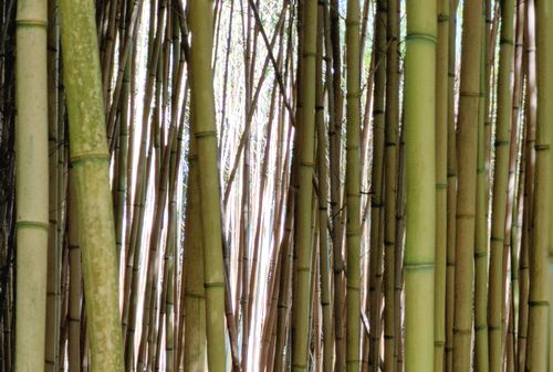 Bambou palmraie du Sarthou
